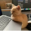 Cats mood 25