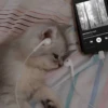 🎶🎵 Music Moods 🎵🎶 15