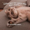 Gatitos Shitposting 2 12