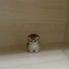 🥺🐱Michitos tiernos🐱🥺 10