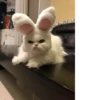 Cats mood 26