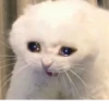 Cats mood 27