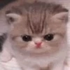 🥺🐱Michitos tiernos🐱🥺 11