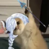 Tiny genshin cats 22