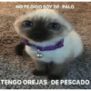 NO TE OIGO SOY DE PALO Geysjoy TENGO OREJAS DE PESCADO