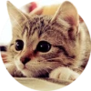 Meow (@Pro100Artem) — @stckrRobot 24