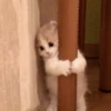 🥺🐱Michitos tiernos🐱🥺 12