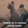 😂Gatitos Cura Depresión🙀 12