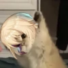Tiny genshin cats 24