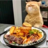 Gatos & Food 💖C☆ 29