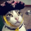 Mariachi Cats🤠😺✨ 15