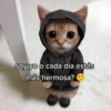 Gatitos Shitposting 2 13