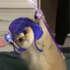 Tiny genshin cats 26