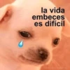 la vida embeces es difícil MEMES DEL PERRITO