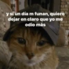 😂Gatitos Cura Depresión🙀 13