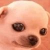 MEME PERRITO 14