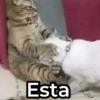 Mix de Animalitos! 🐶 11