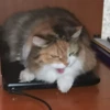 Cats mood 28