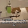😂Gatitos Cura Depresión🙀 14