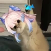 Tiny genshin cats 28