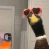 Gaysioy