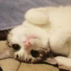 Gatitos 💖C☆ 24