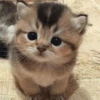 🥺🐱Michitos tiernos🐱🥺 13