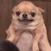 Chihuahua 18