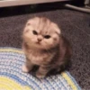 Cats mood 30
