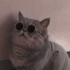 Gatitos 💖C☆ 30