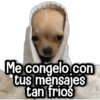 Reacciones Perritos! 🐕 17