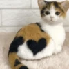 🥺🐱Michitos tiernos🐱🥺 14
