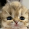 🥺🐱Michitos tiernos🐱🥺 15