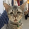Gatos 🐱🫶🏻 24