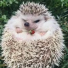 ToxicTheHadgehog 5