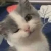 Dogs and cats 5