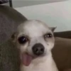 Dogs and cats 6