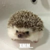 ToxicTheHadgehog 7