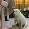 Dogs and cats 7