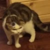 Meow — 7