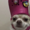 Dogs and cats 8