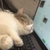 Dogs and cats 9
