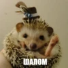 ToxicTheHadgehog 9