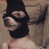 Dogs and cats 10