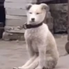 Dogs and cats 11