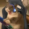 Dogs and cats 12