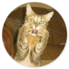Кошки в кругах 13