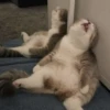 Dogs and cats 13