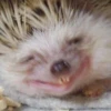 ToxicTheHadgehog 10