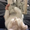 Dogs and cats 14